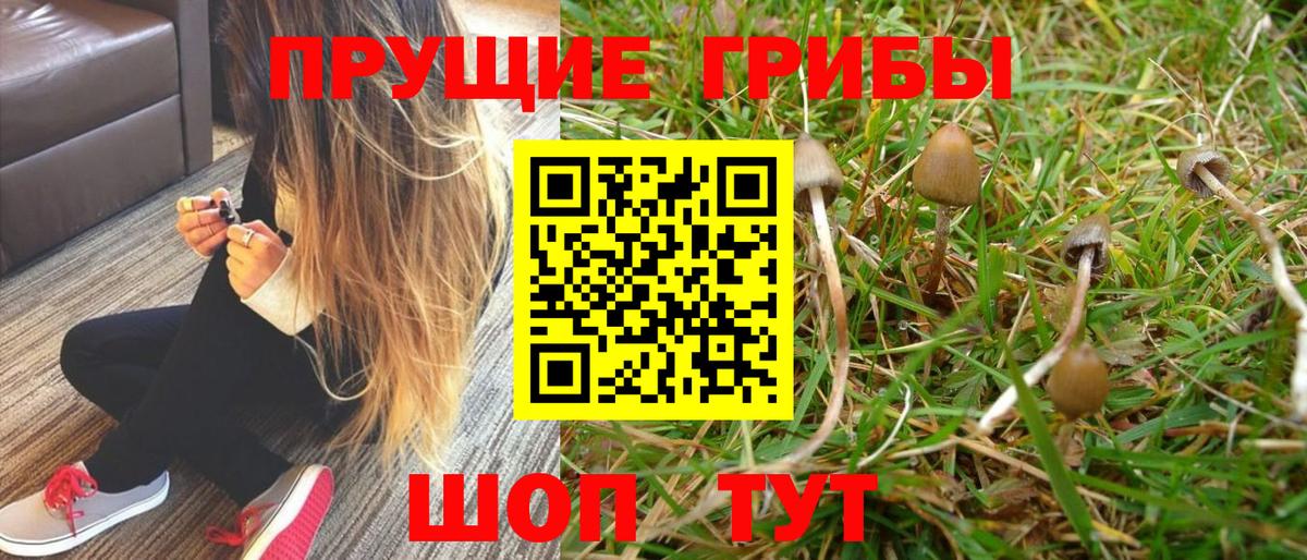 Псилоцибиновые грибы GOLDEN TEACHER Липецк